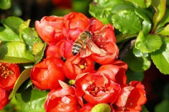 Flores