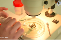 Macro-invertebrado-2